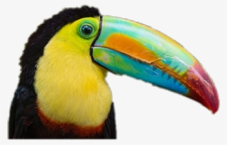 Report Abuse - Exotic Birds In Costa Rica #8229684