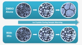 Revolutionizing Cell Cryopreservation - Circle #8231126