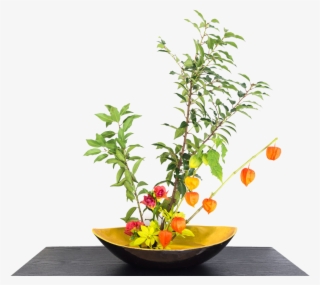 Chinese Lantern Plant Indoors #8231788