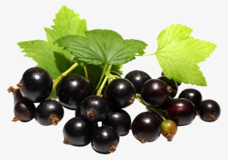 Black Currant Fruit Png #8231832