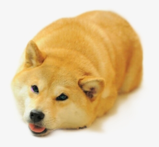 Doge Sticker - Funny Shiba Inu Face #8231905
