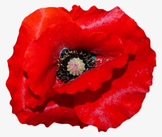 Poppy, Red, Blossom, Bloom, Red Poppy, Flower - Poppy #8232237