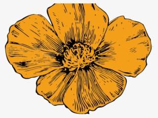 California Poppy Flower Drawing #8232281