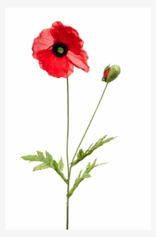 47080rd - Corn Poppy #8232314