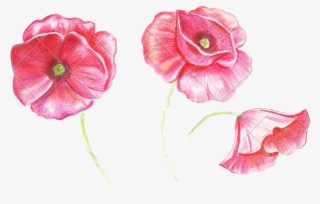 Poppy Flower Drawing - Drawing Of A Poppy #8232403