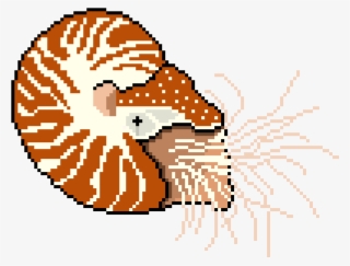 Unlike Other Cephalopods, The Chambered Nautilus Has #8232946