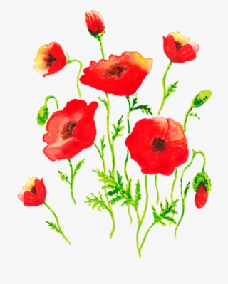 Click And Drag To Re-position The Image, If Desired - Corn Poppy #8232949