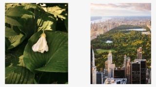 The Quintessential Sweetheart, The Queen Of Social - Central Park #8233569