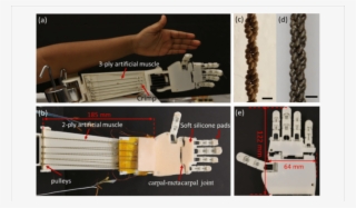 Tcp Hand Prototypes - Scale Model #8238870