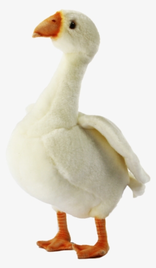 Goose - Duck #8242326