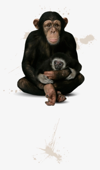 Meet The Chimpanzees - Common Chimpanzee #8243488