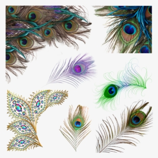 @jessicastuber Peacock Feathers Peacockfeathers Sticker #8243793
