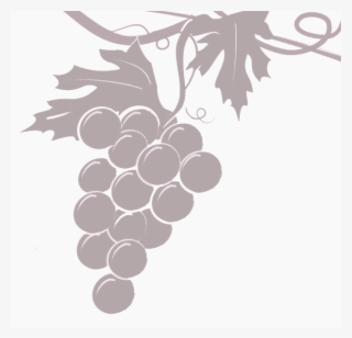 Grapevine Transparent - Sultana #8246608
