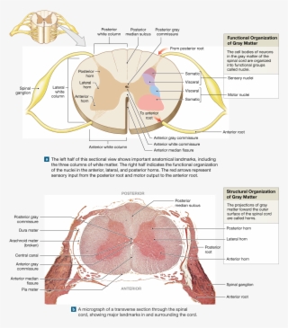 Spinal Cord Gray Matter Integrates Information And - Label Cross Section Of Spinal Cord #8247207