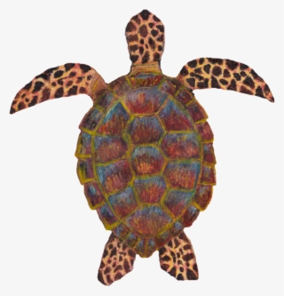 Studies Of Sea Life Drawn In Watercolor Pencils - Hawksbill Sea Turtle #8247432