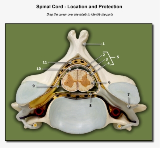 Location Of Spinal Cord - Bone #8247453