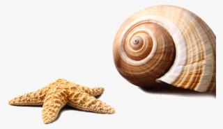 Marine Life Transparent - Summer Sunscreen #8247524