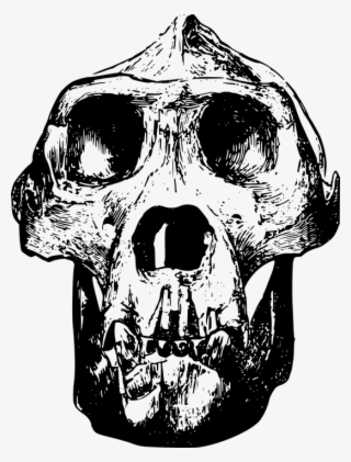 Animal, Bone, Gorilla, Head, Mammal, Skull - Gorilla Skull Clip Art #8248015