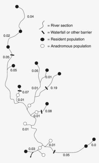The Stream Tree For Rainbow Trout Populations In The - Map #8248695