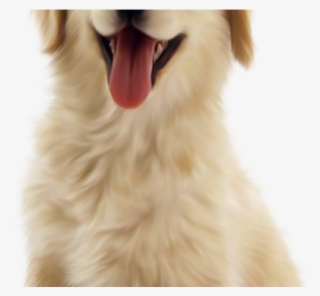 Real Dog Cliparts - Golden Retriever Puppy Png #8248843