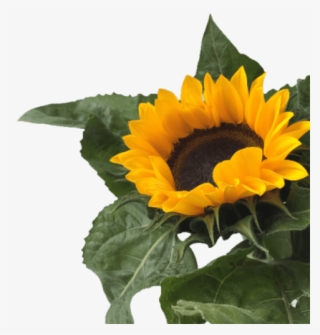 Free Png Download Sunflower Png Tumblr Png Images Background - Sunflower Png #8251661