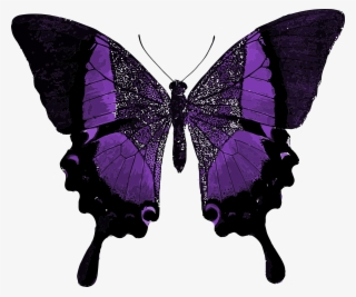Purple Butterfly Colorful Pretty 1241702 - Kupu Kupu Warna Warni #8254511