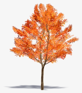 Maple Leaf #8254840 Maple Leaf #8254840