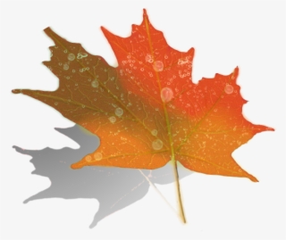 Maple Zpswtmapoaz - Maple Leaf #8254883 Maple Zpswtmapoaz - Maple Leaf #8254883