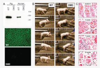 Biochemical, Clinical, And Pathological Alterations - Domestic Pig #8256457