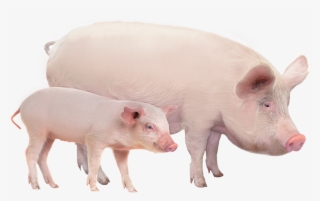 Productanimals Layout Swine - Role Of Research In Food Production #8256721