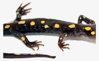 Salamander Clipart Transparent - Salamander Transparent #8258352