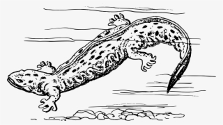 2400 X 1356 9 - Amphibians Black And White #8258405