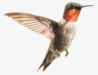 Free Png Hummingbird Png Images Transparent - Ruby Throated Hummingbird Migration #8258410