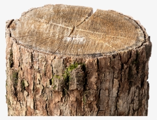 Tired Of Annoying Stumps - Tree Stump #8258411