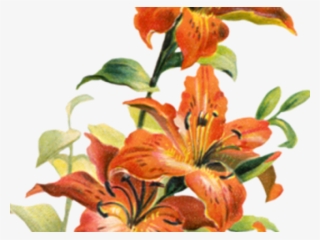 Orange Flower Clipart Lilly - Tiger Lily Flower Png #8258449