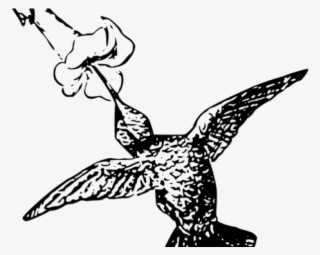 Drawn Hummingbird Png Transparent - Huming Bird On Flower Drawing #8258454