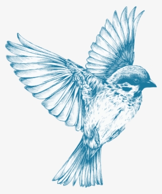 Hummingbird Tattoos Png Transparent Images - Blue Bird Flying Drawing #8258554