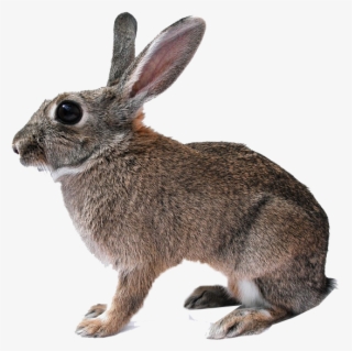 Rabbit Isolated #8258730