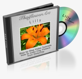 Dvd Lilly - Natiruts Reggae Power (sambaton) #8258845