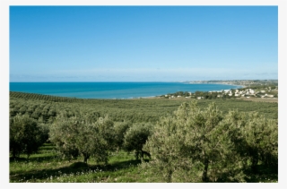 The Planeta Olive Grove Extends For 98 Hectares In - Sea #8262939
