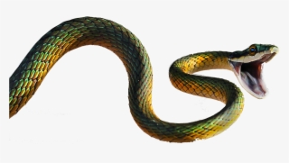 This Website Contains Information On Snakes, Where - Snake Vs Spider #8265866