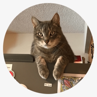 Jax - Domestic Short-haired Cat #8273485