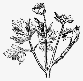 Buttercup Flower Clipart - Buttercup Clipart Black And White #8274577