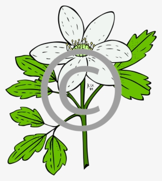 Anemone Piperi - Clip Art Plants #8274822