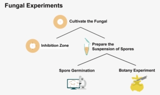 The Flow Chart Of Fungi Experiments - Diagram #8275768