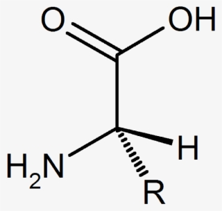 Amino Acid General Structure - Methylthio Methane #8276291