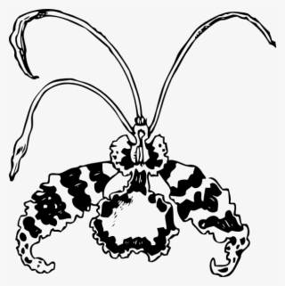 Theodore Roosevelt Clipart Butterfly - Orchid Clip Art #8277158
