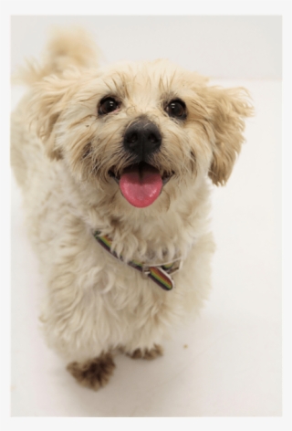 Photo Of Bubsy - Shih Tzu Pug Dog #8283112