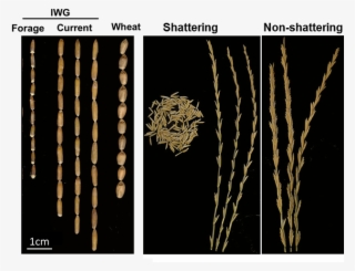 Intermediate Wheatgrass Heads - Shattering Grains #8285266