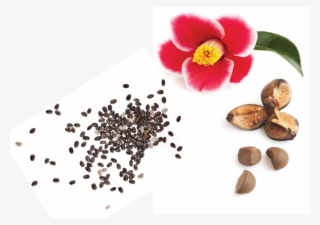 Chia Seeds And Camellia Japonica - Cattleya #8285390